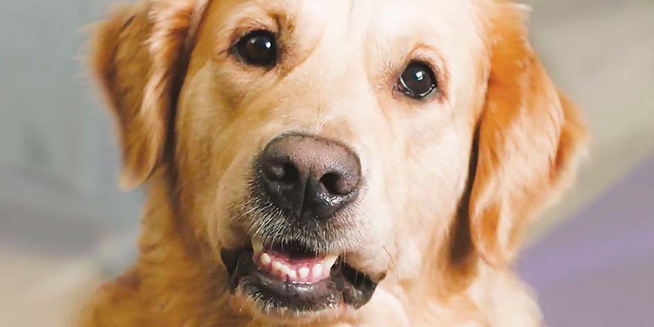 Razas de perros grandes – Labrador Acá vemos un adulto color amarillo de una de las razas de perros grandes más reconocidas como es el labrador.
