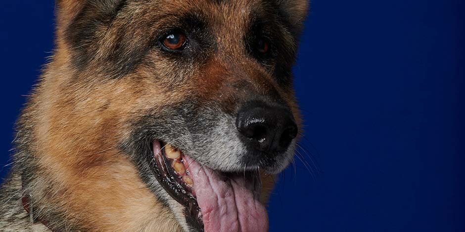 Razas de perros grandes – Pastor alemán El pastor alemán es sin duda una de las razas de perros grandes más famosas. Leé más sobre ellos acá.