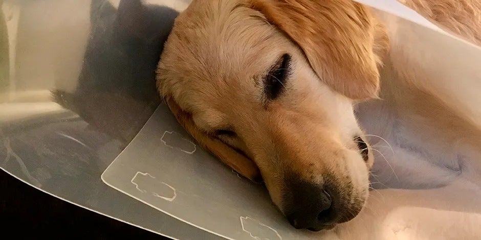 Collar isabelino - Cono para perros Este retriever lleva puesto un cono para perros o collar isabelino. Cuidá a tu mascota y evitá que se hiera a sí misma